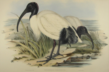 John Gould's Birds of Australia